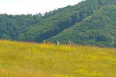 Domka_LTabor08_321